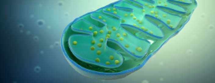 intermittierende Hypoxy–Hyperoxy–Therapie
