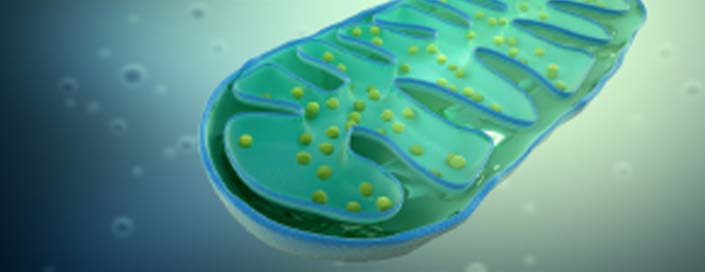 IHHT, new method for the regeneration of our cell power plants. With the innovative intermittent Hypoxy-Hyperoxy therapy is a simulated altitude training combined with increased oxygen inhalation. The old cell power plants (mitochondria) will be destroyed and new more efficient formed. The utilization of oxygen in the cells will be improve, the fat burning is stimulated and blood circulation to the brain increased up to 30%. All cells are more efficient and less free radicals are formed. With the real-time HRV method can improve the vegetative regulation documented by this therapy and the fine adjustment of the oxygen concentration can be optimized.